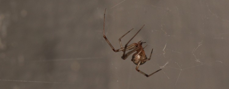 photo of common house spider