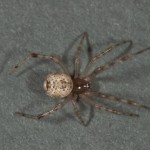 photo of female common house spider