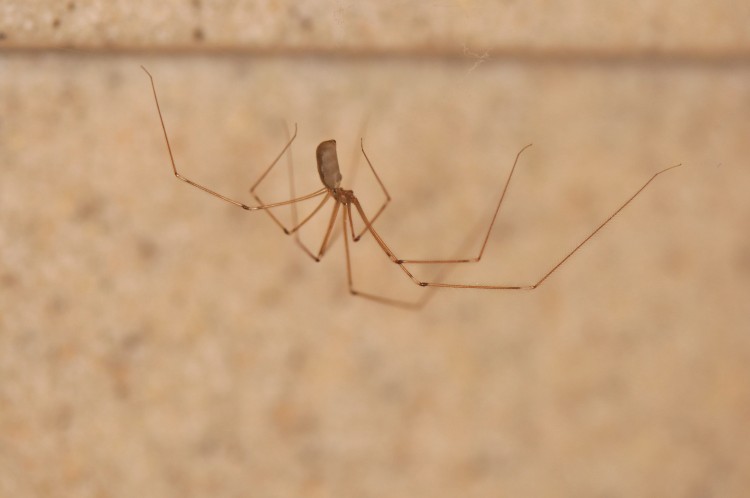 Pholcus phalangioides female