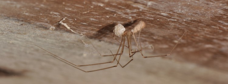 Pholcus phalangioides female with egg case