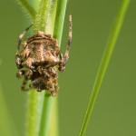 Acanthepeira stellata female