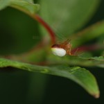 Araniella displicata female