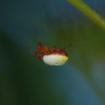 Araniella displicata female