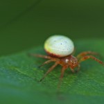 Araniella displicata female