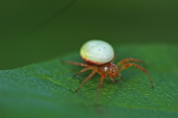 Araniella displicata female