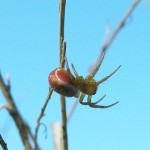 Araniella displicata female