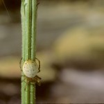 Araniella displicata subadult female