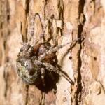 Araneus bicentenarius female