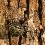 Araneus bicentenarius female