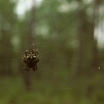 Araneus bicentenarius female