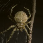 Araneus cavaticus female (captive)