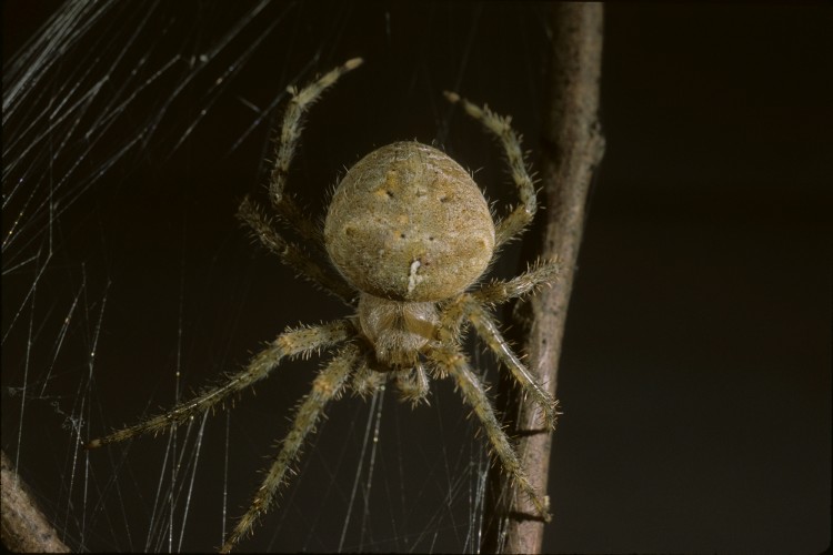 Araneus cavaticus female (captive)