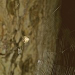 Araneus cavaticus female in her web