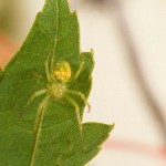 Araneus cingulatus female