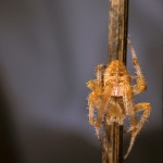 Araneus diadematus female