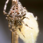 Araneus diadematus female with egg sac