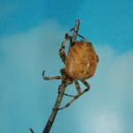 Araneus diadematus female