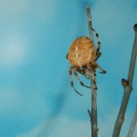 Araneus diadematus female