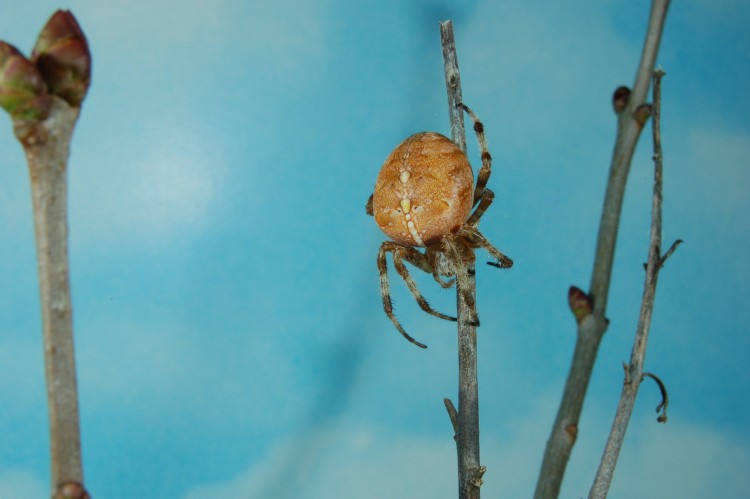 Araneus diadematus female