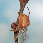 Araneus diadematus female