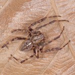 Araneus diadematus male