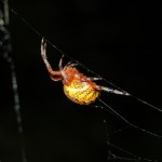 Araneus marmoreus female