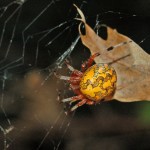 Araneus marmoreus female