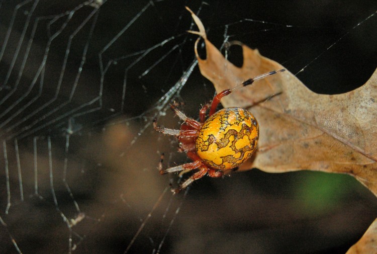 Araneus marmoreus female