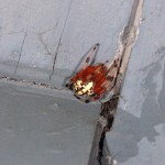 Araneus marmoreus female