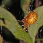 Araneus marmoreus female