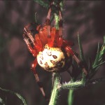 Araneus marmoreus female