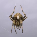 Araneus nordmanni female