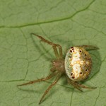 Araneus partitus female