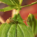 Araneus partitus subadult female