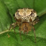 Araneus pegnia female