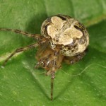 Araneus pegnia female