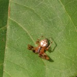 Araneus pegnia male