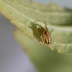 Araneus pratensis female