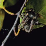 Araneus saevus female