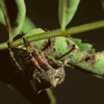 Araneus saevus female