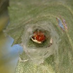 Araneus thaddeus in her retreat