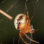 Araneus thaddeus female