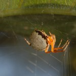 Araneus thaddeus female