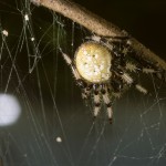 Araneus trifolium female