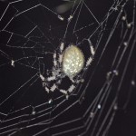 Araneus trifolium female