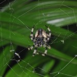 Araneus trifolium female (underside)