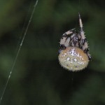 Araneus trifolium female