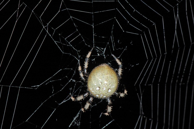 Araneus trifolium female