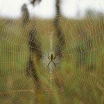 Argiope aurantia female in her web