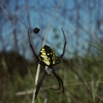 Argiope aurantia female